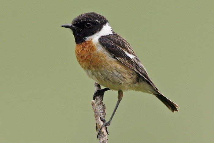 Saxicola torquatus